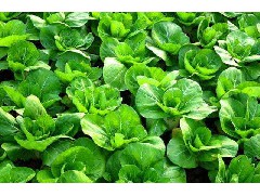 為什么要多吃青菜？有什么好處？