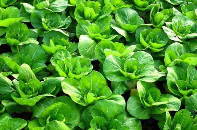 江門飯?zhí)贸邪? border= 江門飯?zhí)贸邪? style=